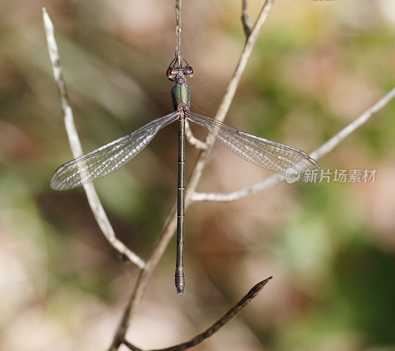 西柳展翅蜻蜓(lesstes viridis)雌性